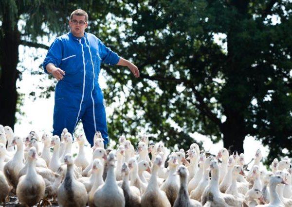 Un ouvrier de l'ESAT Bellevue s'occuppe des canards.