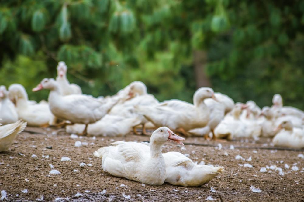 Des canards blancs dans un parc arboré