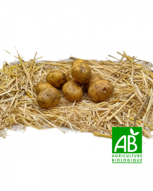 Pommes de terre bio (1 kg)