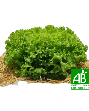 Salade d'hiver bio (1 pièce)