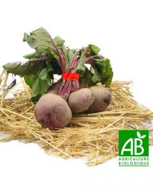 Betteraves rouges (botte)
