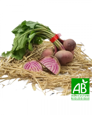 Betteraves Chioggia (botte)