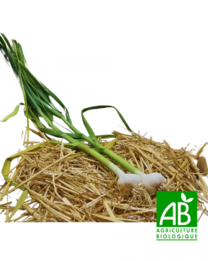 Ail (250g)