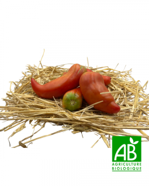 Tomates Cornu des Andes (1kg)