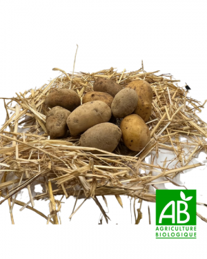 pomme-de-terre-1-kg