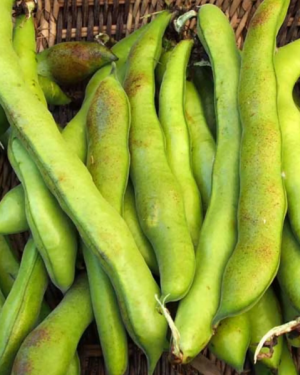 Fèves (500gr)