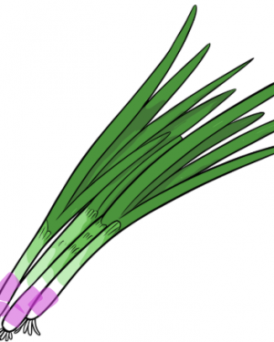 Oignons rouges frais (botte)