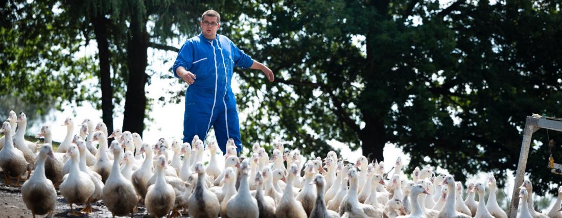 Un ouvrier de l'ESAT Bellevue s'occuppe des canards.