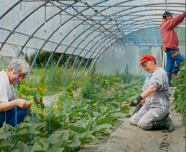 3 travailleurs s'occuppent des légumes dans une serre.