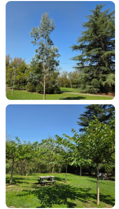 Capture d'écran 2026-01-26 162419 Arbres Complexe La Virginie- Orthez