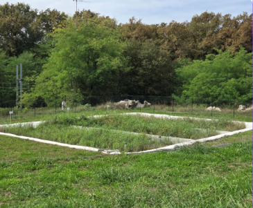 Station épuration à planté de roseaux Station épuration à planté de roseaux